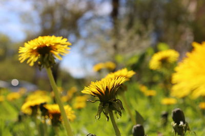 Close-up of yellow flowering plant on field