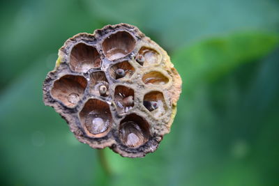 Close-up of bee on leaf