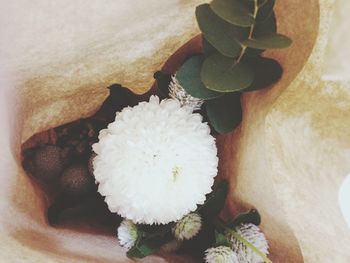 Close-up of white flowers