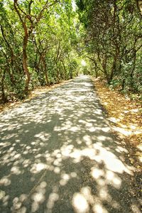 Road passing through forest