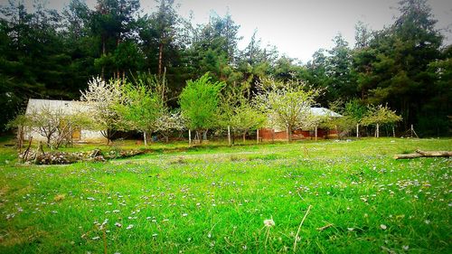 Scenic view of grassy field