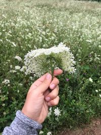 Cropped image of hand holding flowering plant at field