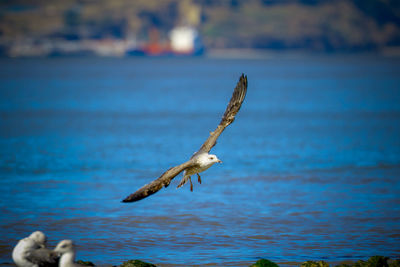 Close-up of eagle flying over sea