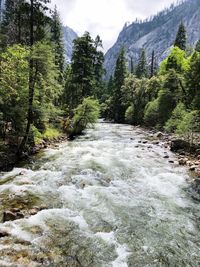 River flowing amidst pine trees in forest against sky