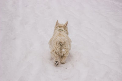 High angle view of dog walking on snow covered field