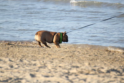 View of a dog on beach
