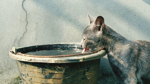 View of dog on wall