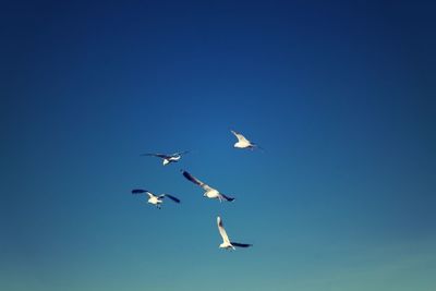 Low angle view of seagulls flying against clear blue sky