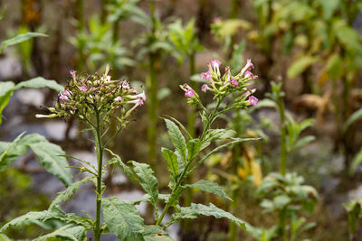 Close-up of pink flowering plant