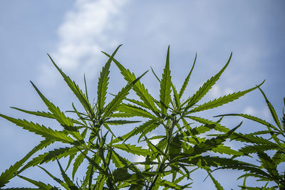 Low angle view of fresh plant in field against sky