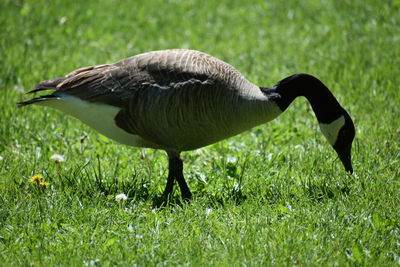 Side view of a bird on field