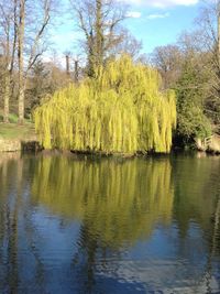 Reflection of trees in lake