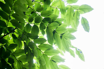 Low angle view of leaves against white background