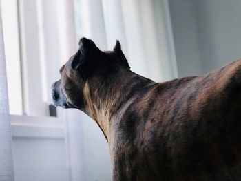 Close-up of a dog looking away at home