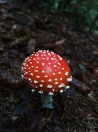 Close-up of fly agaric mushroom on field