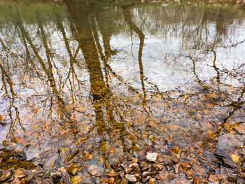 Full frame shot of tree reflection in water