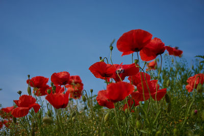 Close-up of red poppies on field against blue sky