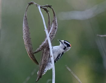 Close-up of bird perching on branch