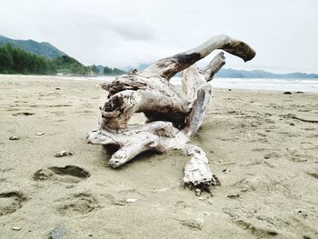 View of animal skull on beach