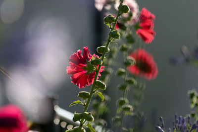 Close-up of red flowering plant