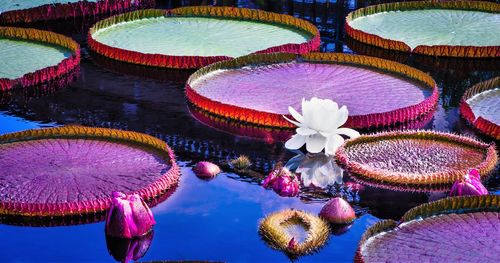 High angle view of water lilies floating in pond
