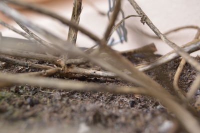 Close up of barbed wire