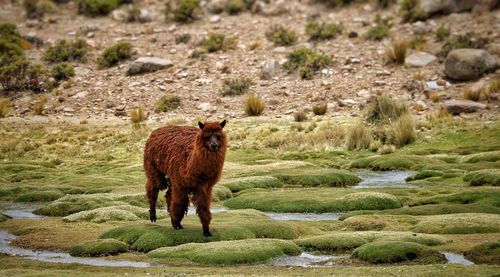 Sheep standing in a field