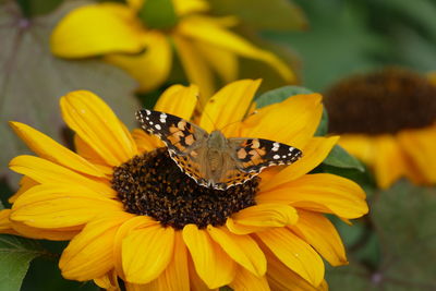 Close-up of butterfly pollinating on yellow flower