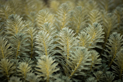 Close-up of crops growing on field