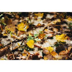 Autumnal leaves on tree trunk