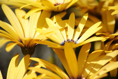 Close-up of yellow flowers