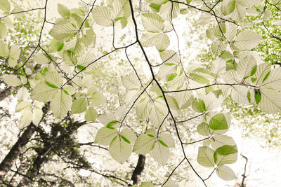 Low angle view of white flowering plant