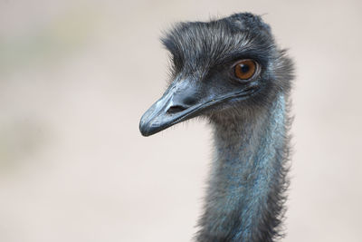 Close-up of a bird looking away