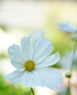 Close-up of white flower