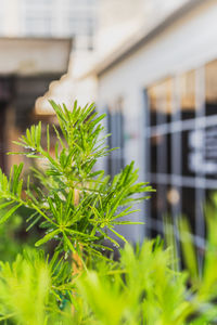 plant