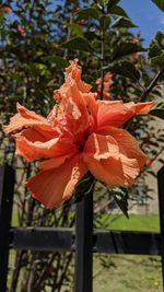 Close-up of orange flowering plant