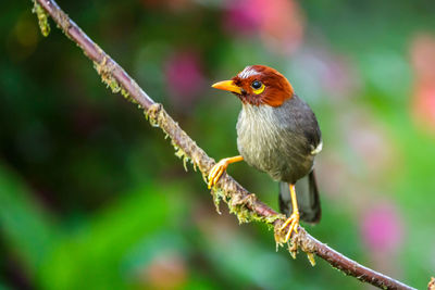 Close-up of bird perching on branch