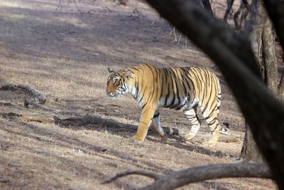 View of a cat walking on a land