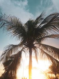 Low angle view of palm trees against sky