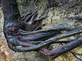 Close-up of tree trunk in forest