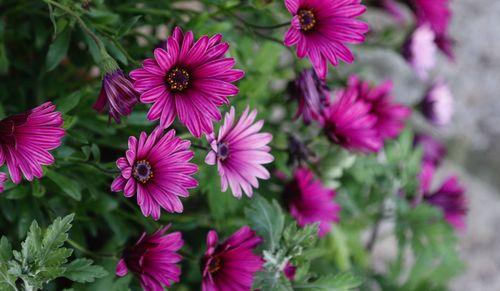 Close-up of pink flowering plants