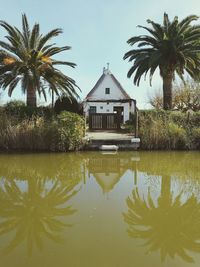 Palm trees by lake and building against sky