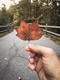 Cropped image of person holding maple leaf during autumn