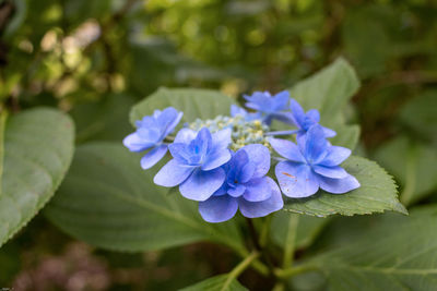 Close-up of purple flowering plant