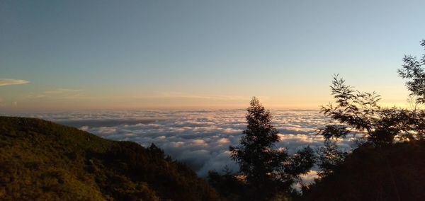 Scenic view of trees against sky during sunset