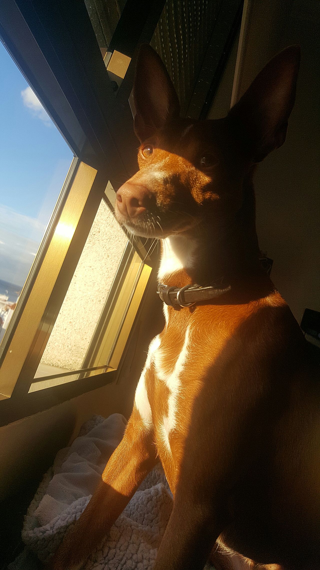 Podenco arcabucero