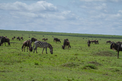 Horses grazing in a field