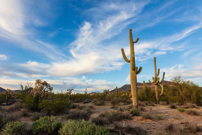 Scenic arizona desert landscape with saguaro cactus and blue sky