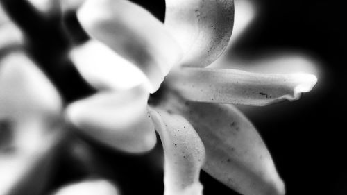 Close-up of flower