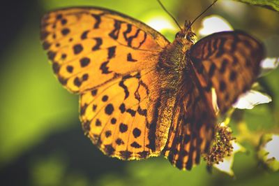 Close up of butterfly